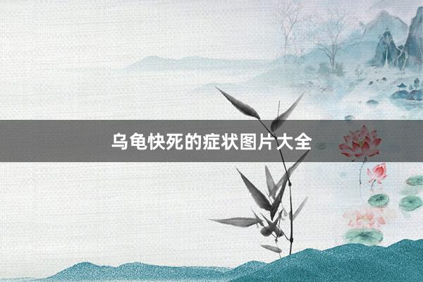乌龟快死的症状图片大全